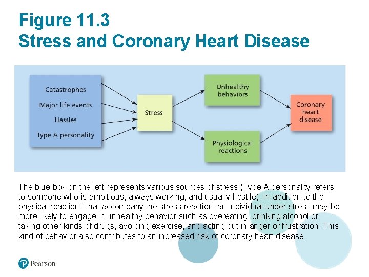 Figure 11. 3 Stress and Coronary Heart Disease The blue box on the left