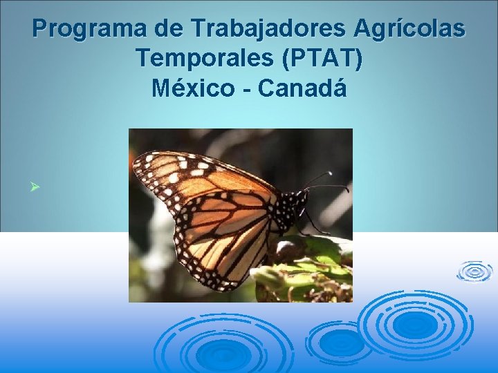 Programa de Trabajadores Agrícolas Temporales (PTAT) México - Canadá Ø 