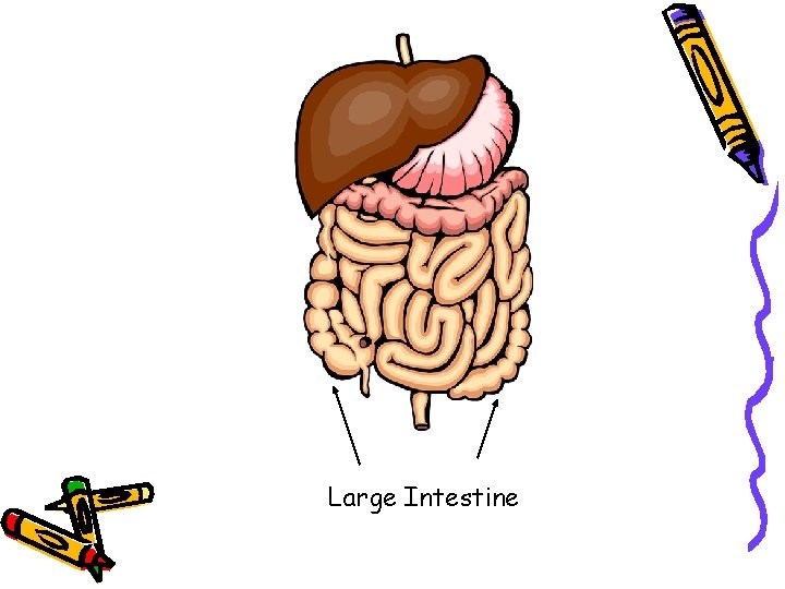 Large Intestine 