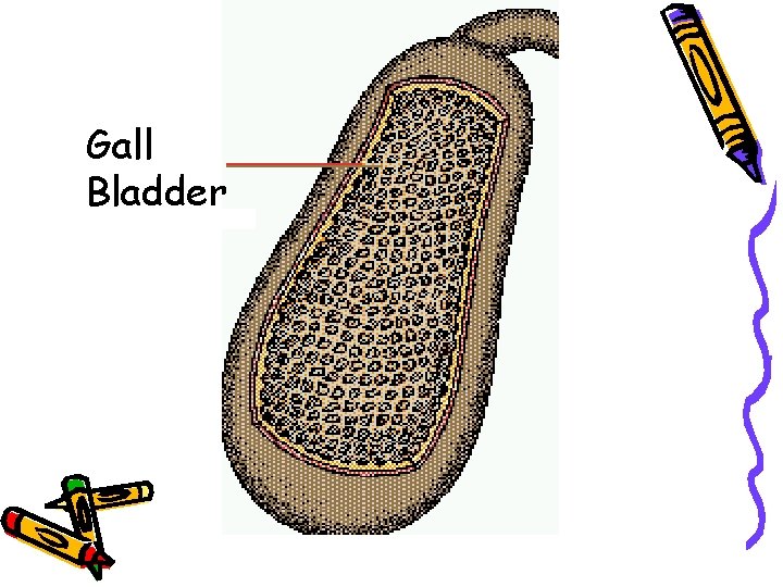 Gall Bladder 