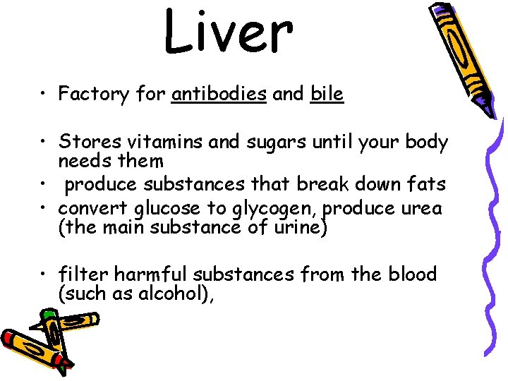 Liver • Factory for antibodies and bile • Stores vitamins and sugars until your
