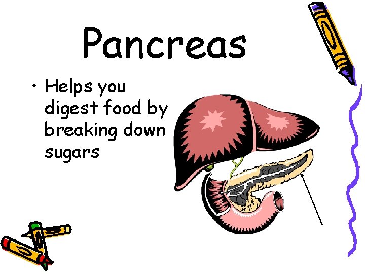 Pancreas • Helps you digest food by breaking down sugars 