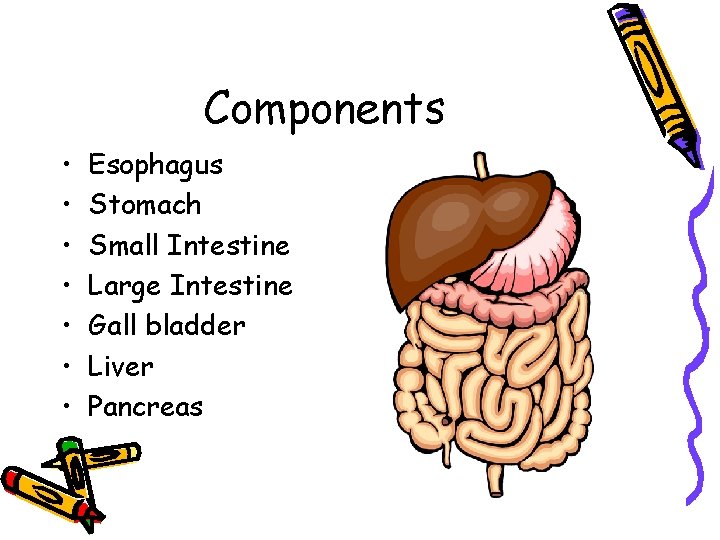 Components • • Esophagus Stomach Small Intestine Large Intestine Gall bladder Liver Pancreas 
