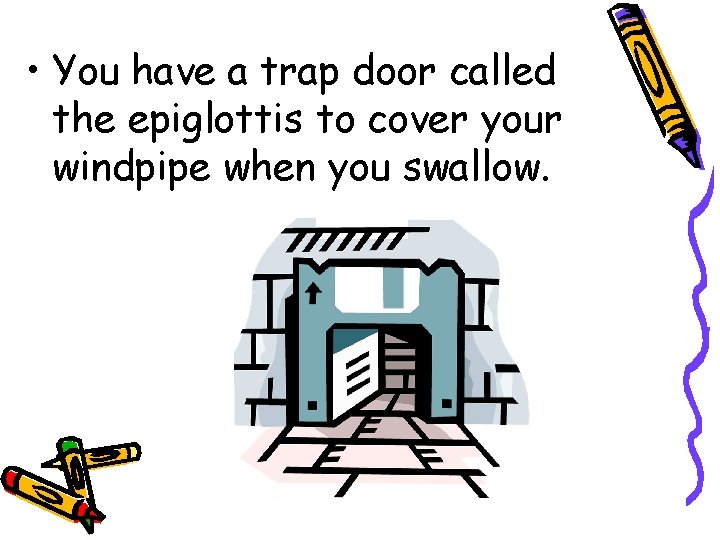  • You have a trap door called the epiglottis to cover your windpipe
