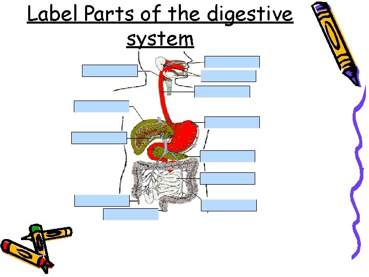 Label Parts of the digestive system 