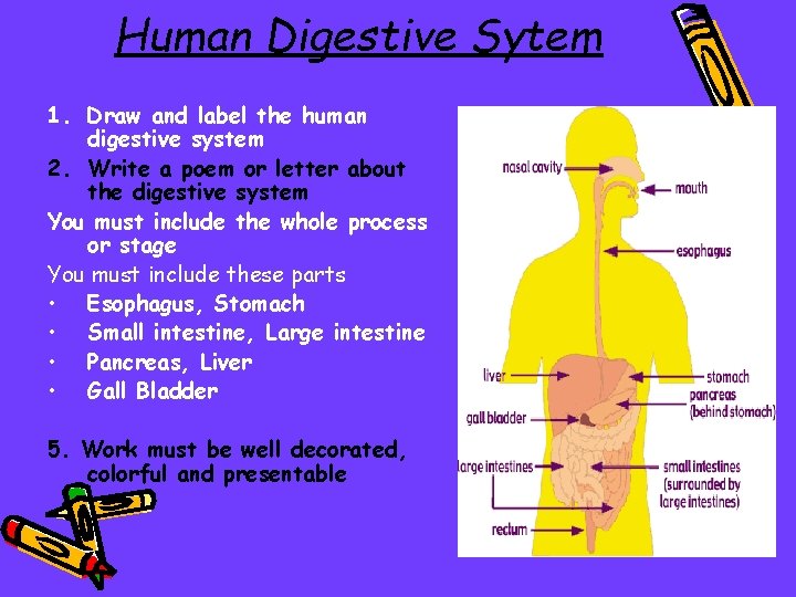 Human Digestive Sytem 1. Draw and label the human digestive system 2. Write a