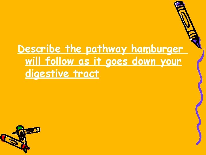 Describe the pathway hamburger will follow as it goes down your digestive tract 