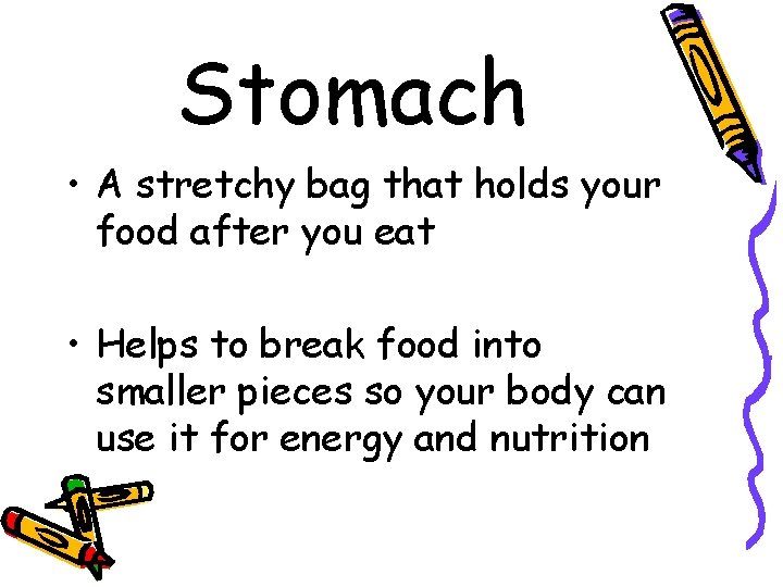 Stomach • A stretchy bag that holds your food after you eat • Helps