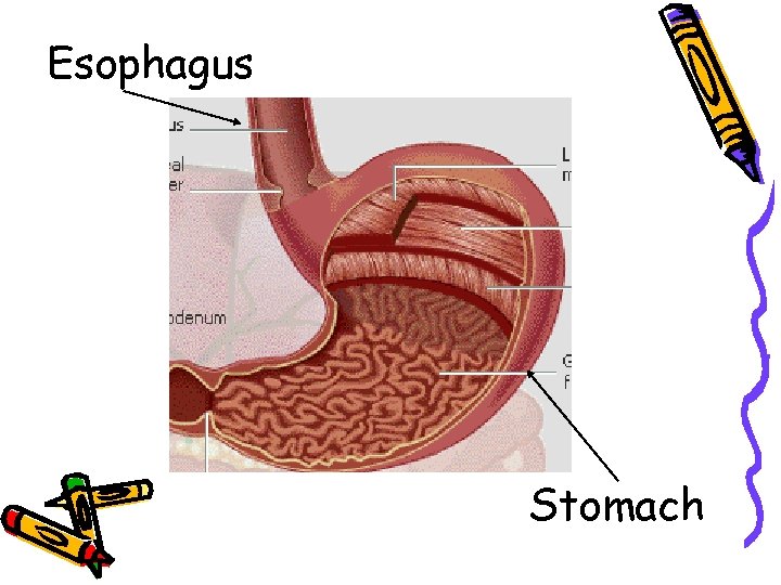 Esophagus Stomach 