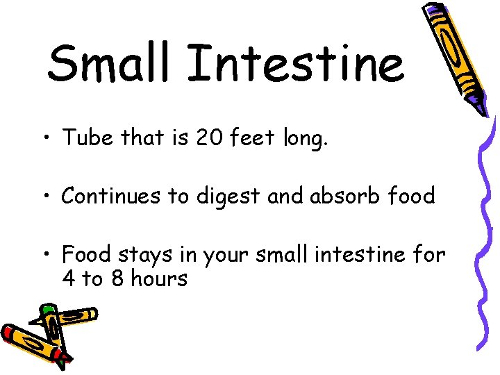 Small Intestine • Tube that is 20 feet long. • Continues to digest and