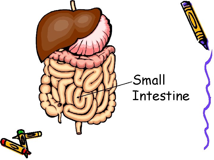 Small Intestine 