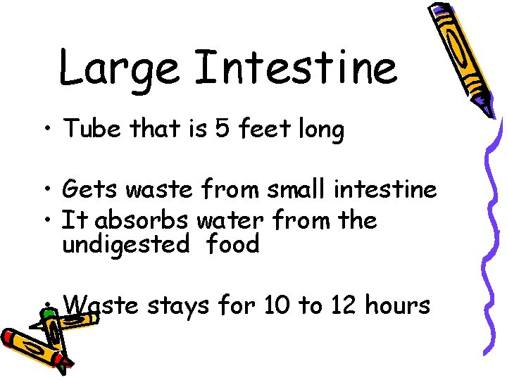 Large Intestine • Tube that is 5 feet long • Gets waste from small