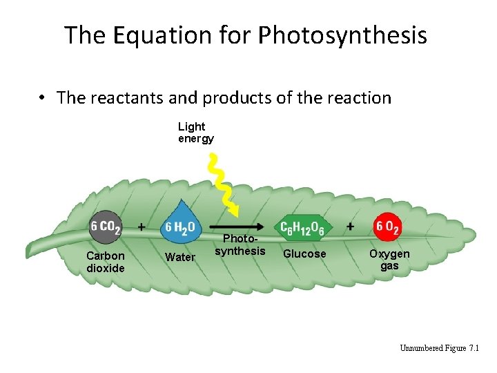 The Equation for Photosynthesis • The reactants and products of the reaction Light energy