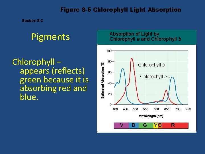 Figure 8 -5 Chlorophyll Light Absorption Section 8 -2 Pigments Absorption of Light by