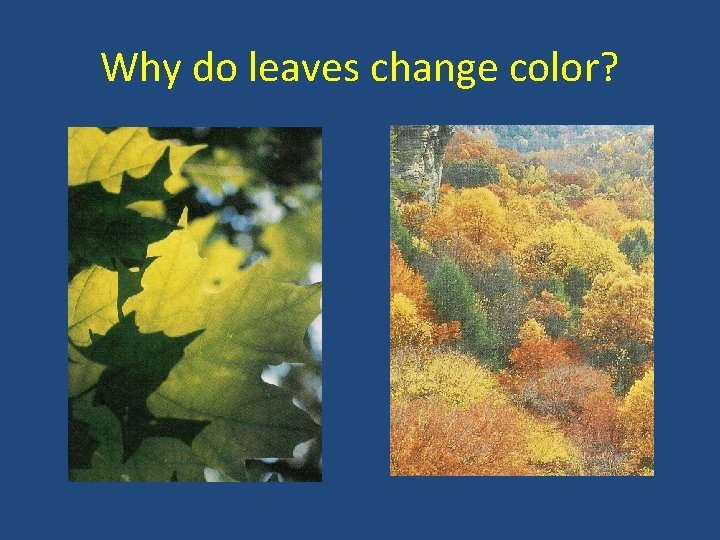 Why do leaves change color? 