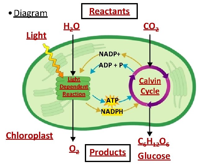 Reactants • Diagram Light H 2 O CO 2 NADP+ ADP + P Light
