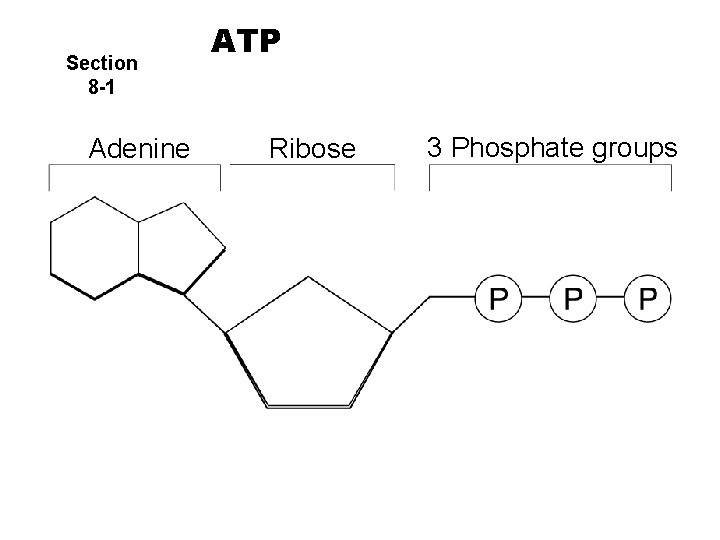 Section 8 -1 Adenine ATP Ribose 3 Phosphate groups 