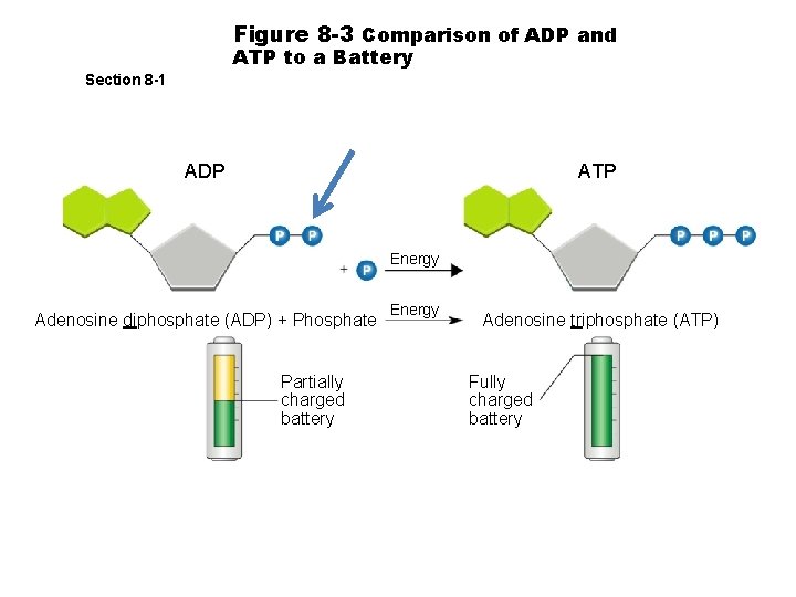 Figure 8 -3 Comparison of ADP and ATP to a Battery Section 8 -1