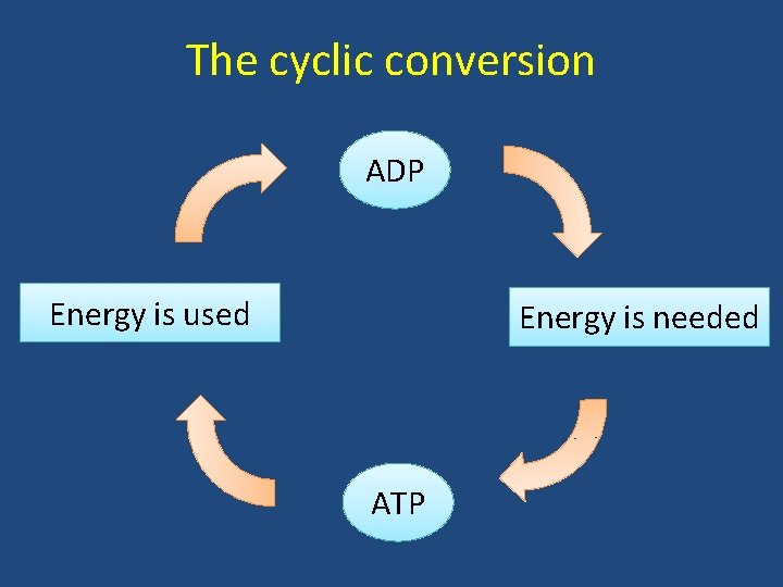 The cyclic conversion ADP Energy is used Energy is needed ATP 