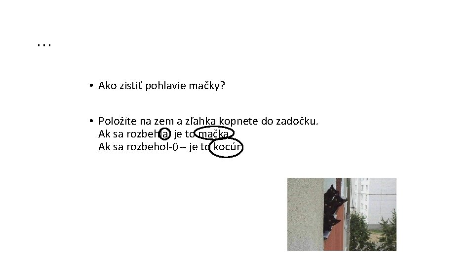 . . . • Ako zistiť pohlavie mačky? • Položíte na zem a zľahka