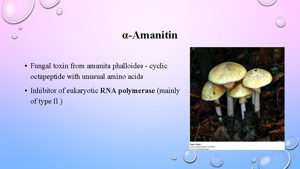 EUKARYOTIC TRANSCRIPTION PRESENTED BY DR ABDUL QAYYUM RAO