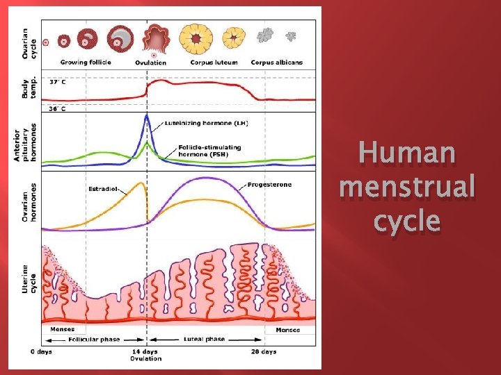 Human menstrual cycle 