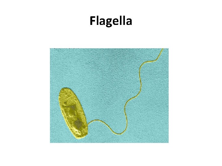 Flagella 