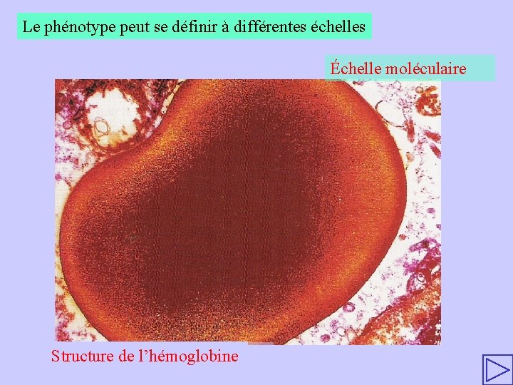 Le phénotype peut se définir à différentes échelles Échelle moléculaire Structure Hématiede aul’hémoglobine MET