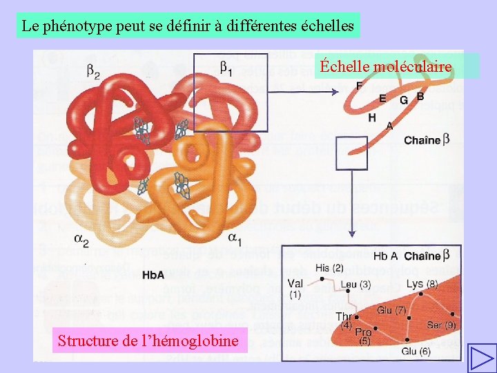 Le phénotype peut se définir à différentes échelles Échelle moléculaire Structure de l’hémoglobine 