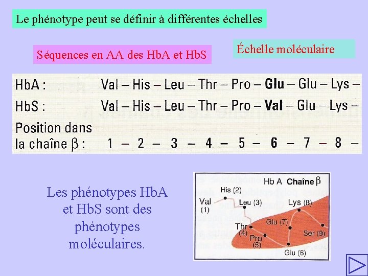 Le phénotype peut se définir à différentes échelles Séquences en AA des Hb. A