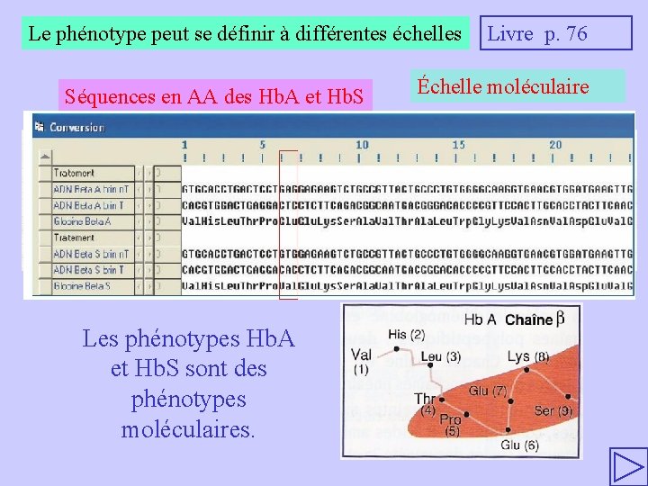 Le phénotype peut se définir à différentes échelles Séquences en AA des Hb. A