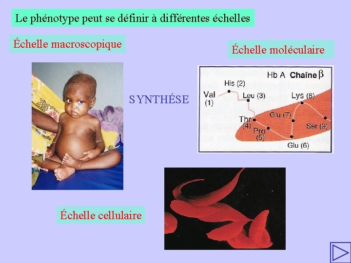 Le phénotype peut se définir à différentes échelles Échelle macroscopique Échelle moléculaire SYNTHÉSE Échelle