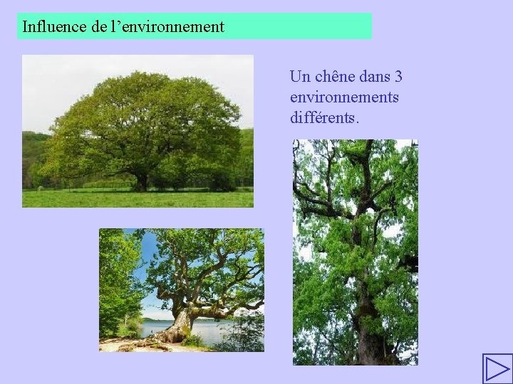 Influence de l’environnement Un chêne dans 3 environnements différents. 