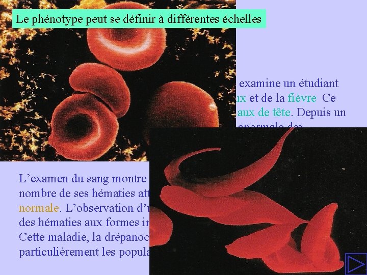 Le phénotype peut se définir à différentes échelles En 1904 James Herrick, médecin à