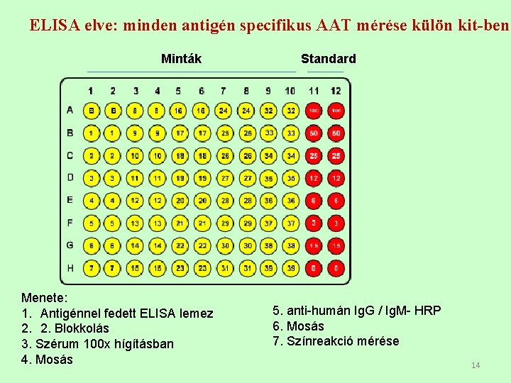 ELISA elve: minden antigén specifikus AAT mérése külön kit-ben Minták Menete: 1. Antigénnel fedett