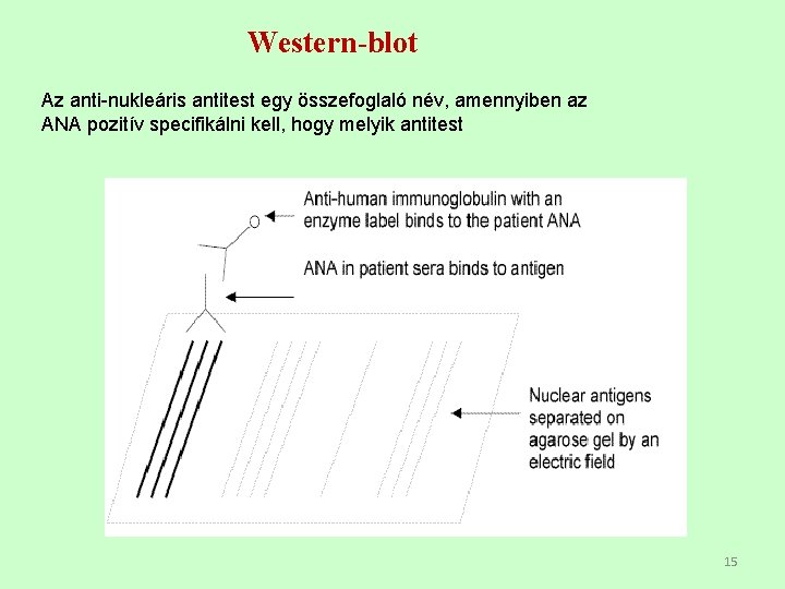 Western-blot Az anti-nukleáris antitest egy összefoglaló név, amennyiben az ANA pozitív specifikálni kell, hogy