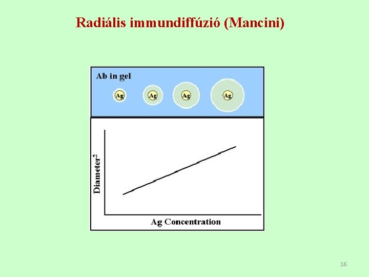 Radiális immundiffúzió (Mancini) 16 