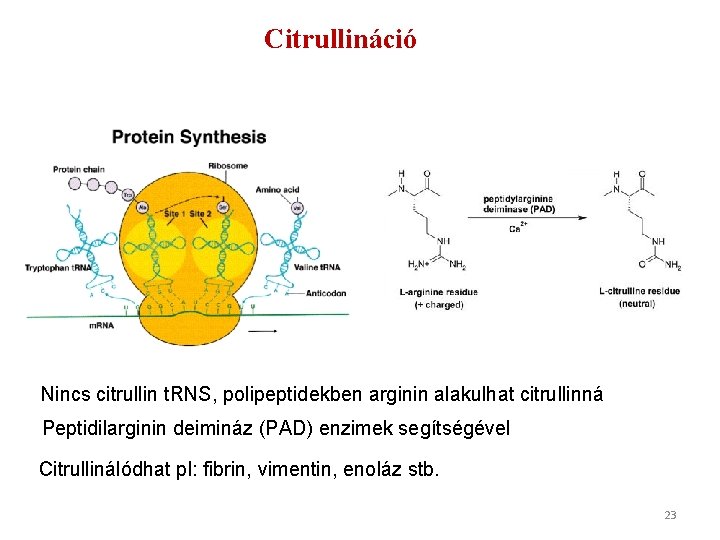 Citrullináció Nincs citrullin t. RNS, polipeptidekben arginin alakulhat citrullinná Peptidilarginin deimináz (PAD) enzimek segítségével