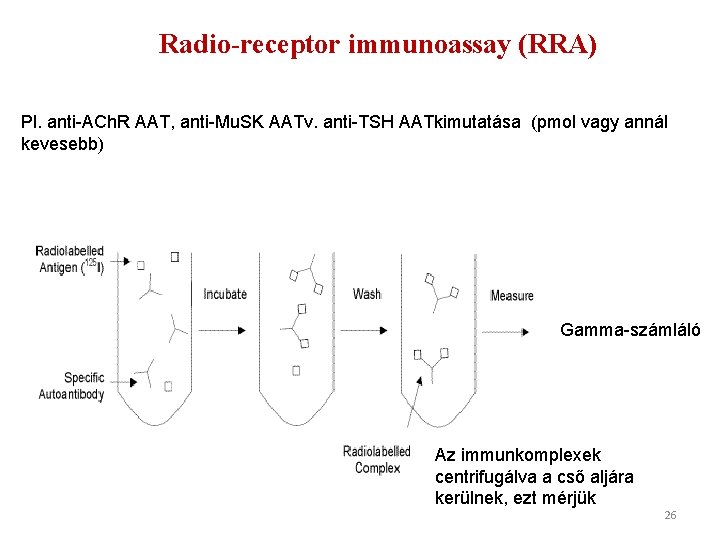 Radio-receptor immunoassay (RRA) Pl. anti-ACh. R AAT, anti-Mu. SK AATv. anti-TSH AATkimutatása (pmol vagy