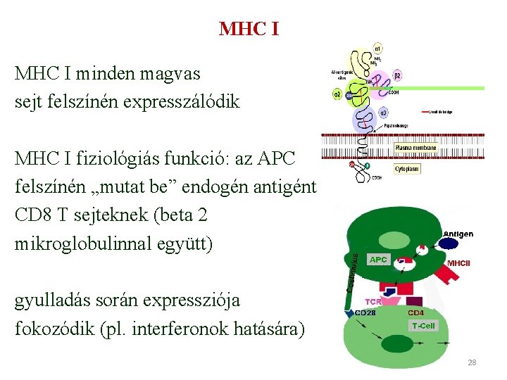 MHC I minden magvas sejt felszínén expresszálódik MHC I fiziológiás funkció: az APC felszínén