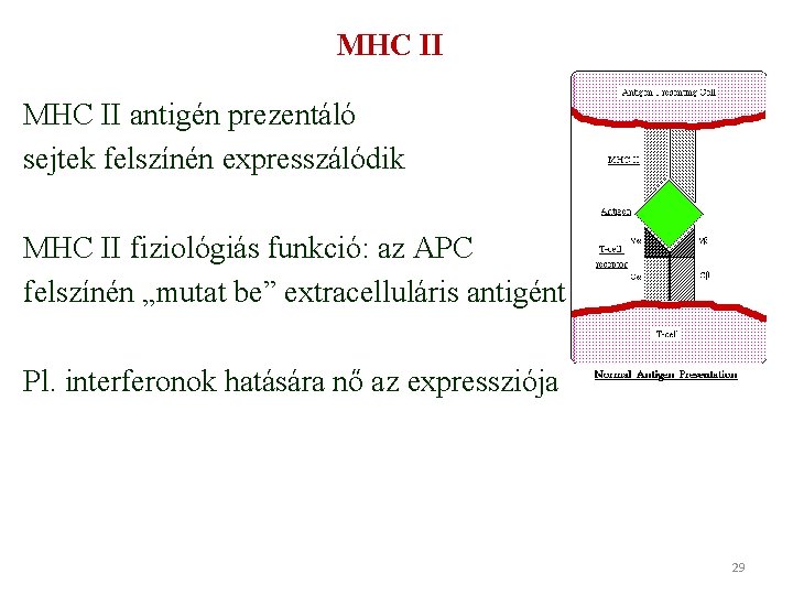 MHC II antigén prezentáló sejtek felszínén expresszálódik MHC II fiziológiás funkció: az APC felszínén