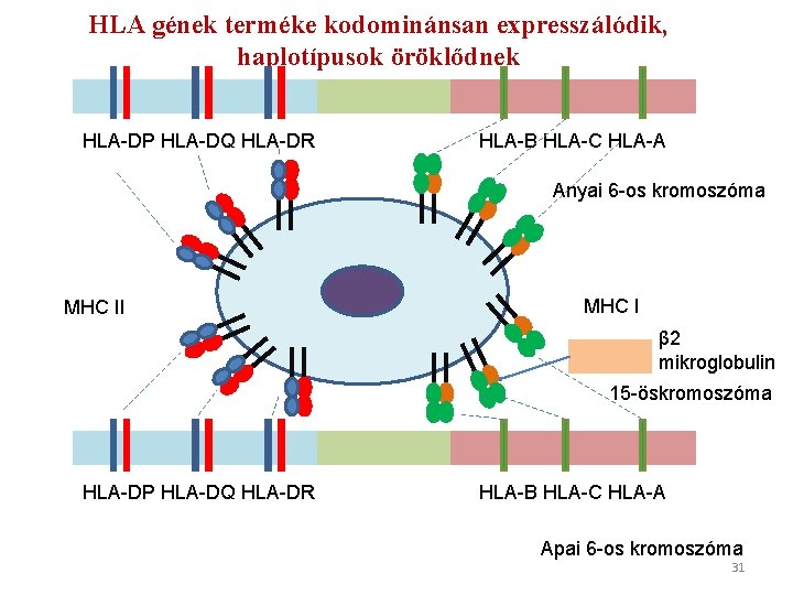 HLA gének terméke kodominánsan expresszálódik, haplotípusok öröklődnek HLA-DP HLA-DQ HLA-DR HLA-B HLA-C HLA-A Anyai