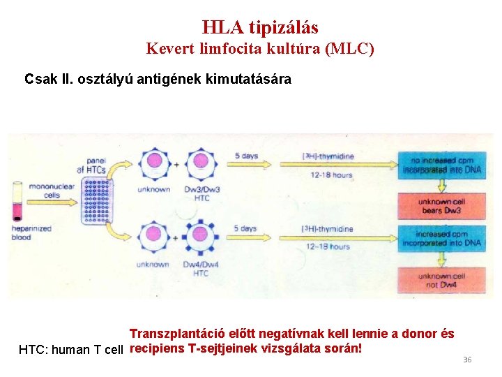 HLA tipizálás Kevert limfocita kultúra (MLC) Csak II. osztályú antigének kimutatására Transzplantáció előtt negatívnak