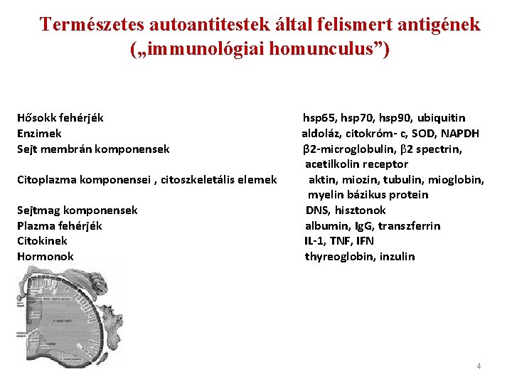 Természetes autoantitestek által felismert antigének („immunológiai homunculus”) Hősokk fehérjék Enzimek Sejt membrán komponensek Citoplazma