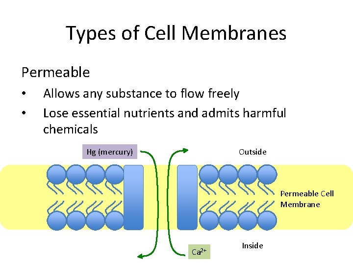 Types of Cell Membranes Permeable • • Allows any substance to flow freely Lose