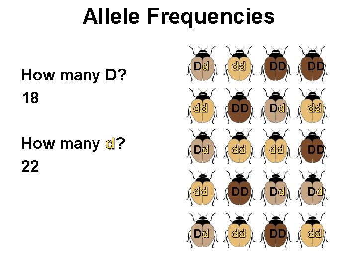 Allele Frequencies How many D? 18 How many d? 22 Dd dd DD DD