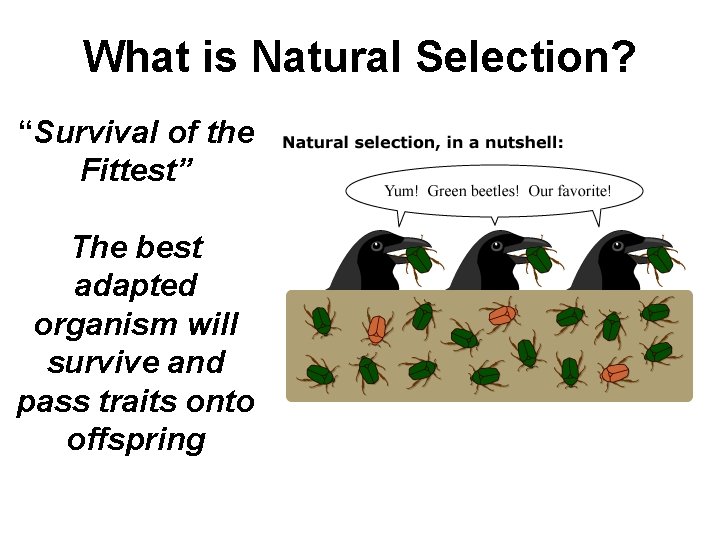 What is Natural Selection? “Survival of the Fittest” The best adapted organism will survive