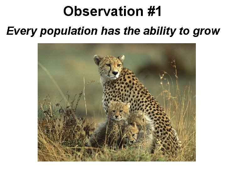 Observation #1 Every population has the ability to grow 