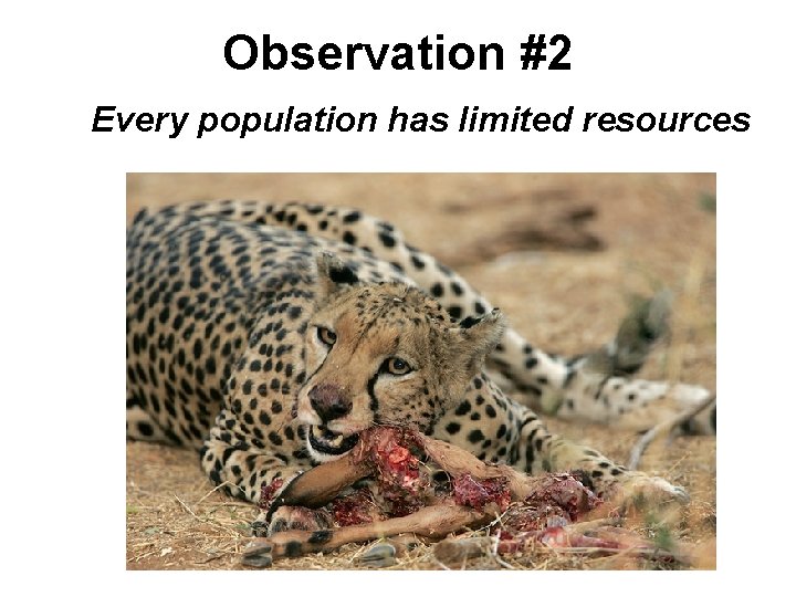 Observation #2 Every population has limited resources 