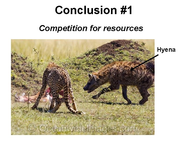 Conclusion #1 Competition for resources Hyena 